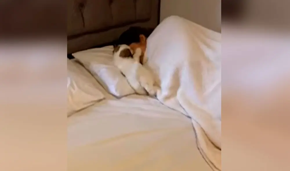 Desliza las imágenes para apreciar los amorosos mimos que recibió una joven por parte de su cachorro. Foto: captura de TikTok Desliza las imágenes para apreciar los amorosos mimos que recibió una joven por parte de su cachorro. Foto: captura de TikTok