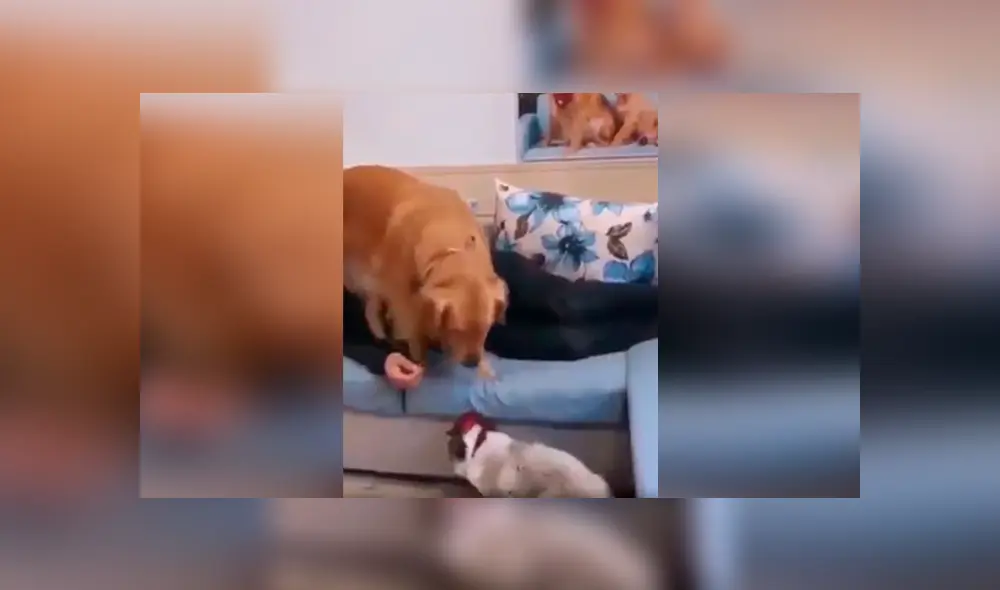 Desliza las imágenes para conocer la terrible actitud de un perro para evitar que un gato le robe la atención de su amo. Foto: Captura. Desliza las imágenes para conocer la terrible actitud de un perro para evitar que un gato le robe la atención de su amo. Foto: Captura.