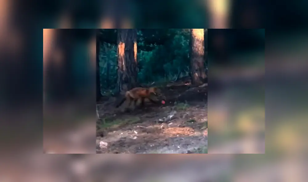 YouTube viral: mujer se topa con zorro salvaje, le lanza una pelota y este tiene insólita reacción