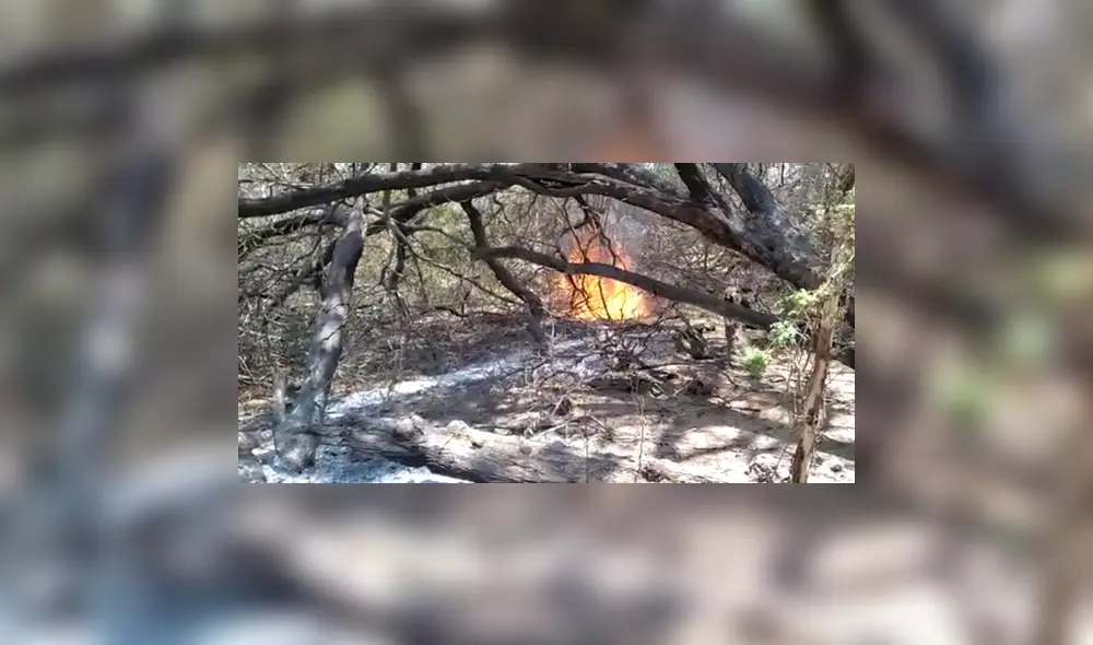 Cerca de 5 hectáreas de Bosque de Cañoncillo fueron afectadas por incendio forestal