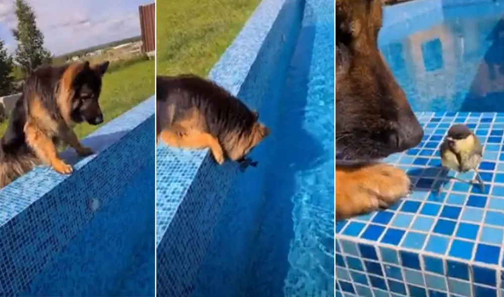 Desliza hacia la izquierda para ver más detalles sobre esta impresionante escena de rescate. Foto: captura de TikTok