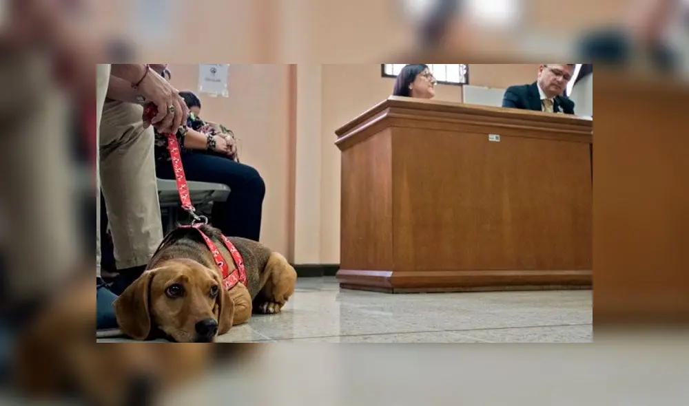 Campeón fue maltratado por su exdueña cuando tenía seis meses. Foto: AFP.