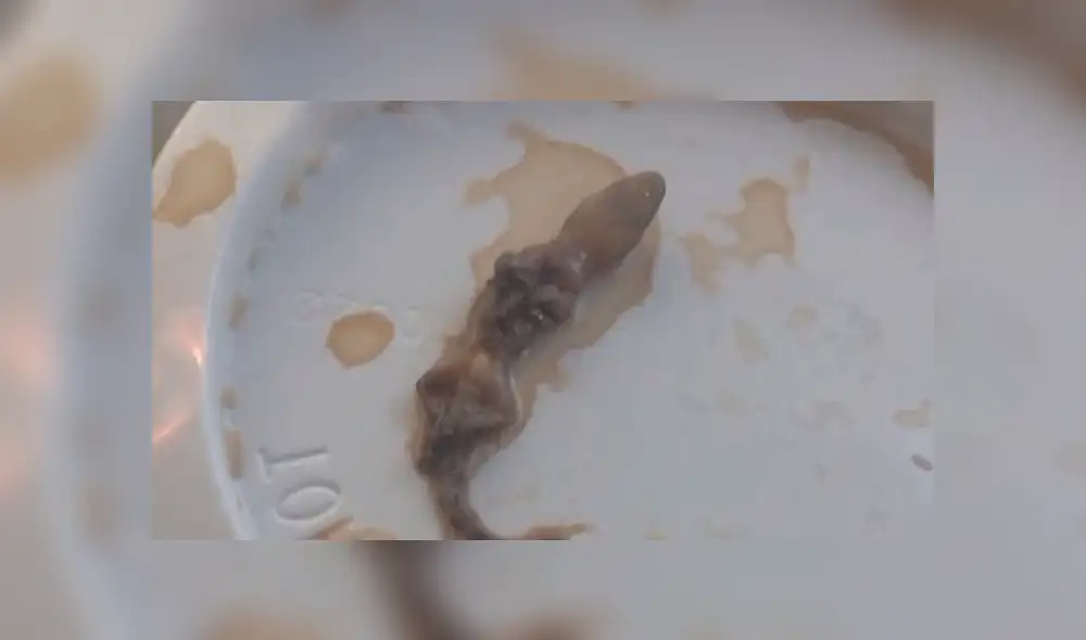 Lagarto en café de Starbucks Lagarto en café de Starbucks