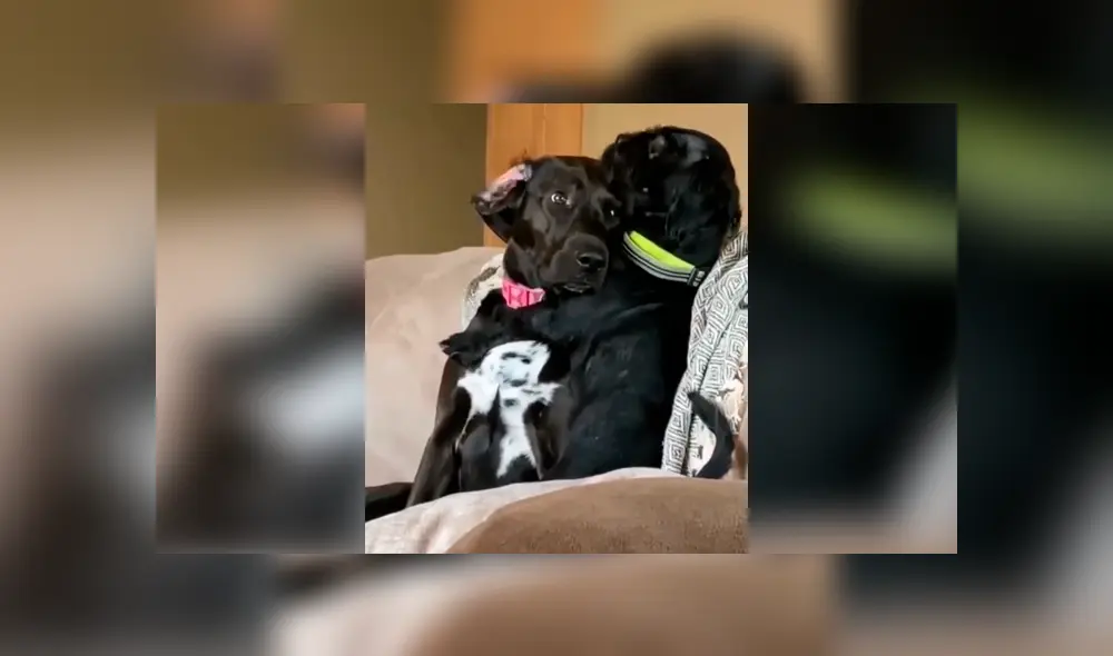 Desliza las imágenes para observar la amorosa abrazo que se dieron unos perros al quedarse solos en casa. Foto: Captura.