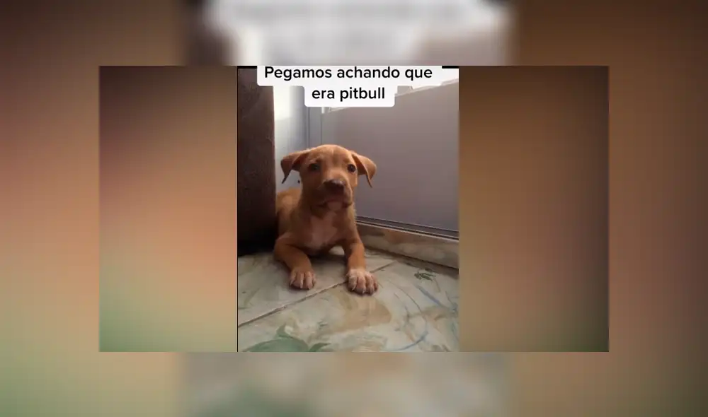 Desliza las imágenes para ver el increíble cambio que experimentó este presunto perro ‘pitbull’. Fotocapturas: Caroline Bittencourt/TikTok Desliza las imágenes para ver el increíble cambio que experimentó este presunto perro ‘pitbull’. Fotocapturas: Caroline Bittencourt/TikTok