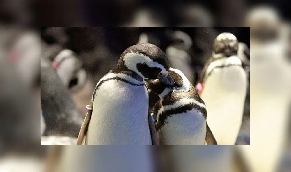 Las relaciones sexuales entre pingüinos pueden darse sin distinguir el género y parentezco. Foto: Difusión