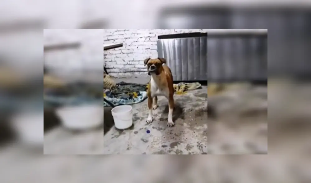 Desliza las imágenes para ver más detalles del divertido baile del perro que ya es viral en YouTube. Desliza las imágenes para ver más detalles del divertido baile del perro que ya es viral en YouTube.