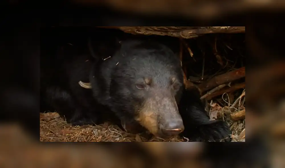YouTube viral: valiente investigador ingresa a recinto de oso para grabar a las crías del animal [VIDEO]