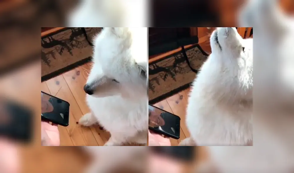 Video es viral en Facebook. Cuidador del can le enseño el celular con la videollamada y el animal tuvo una emotiva reacción al ver la cara de su amo. Video es viral en Facebook. Cuidador del can le enseño el celular con la videollamada y el animal tuvo una emotiva reacción al ver la cara de su amo.