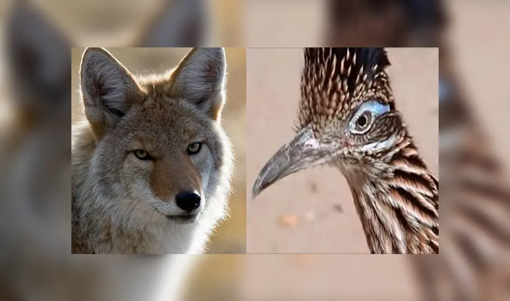 Miles en Facebook se sorprendieron viendo al coyote persiguiendo al correcaminos en la vida real. Foto: Captura. Miles en Facebook se sorprendieron viendo al coyote persiguiendo al correcaminos en la vida real. Foto: Captura.