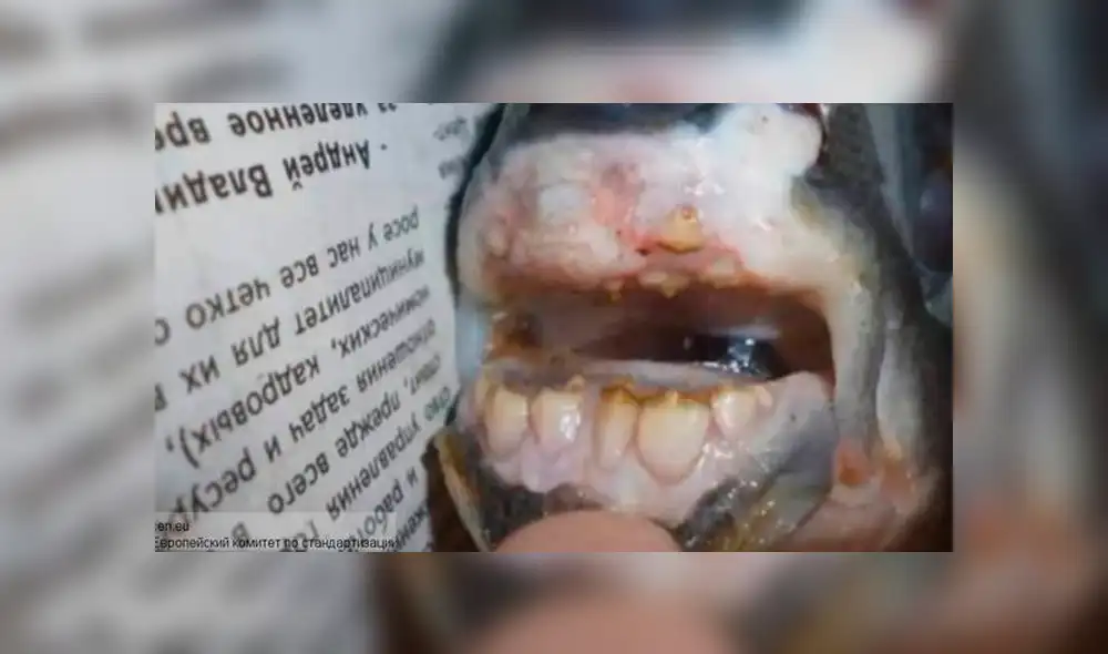 YouTube: ¿Pescador captura a extrañas especies en río de Chérnobil?