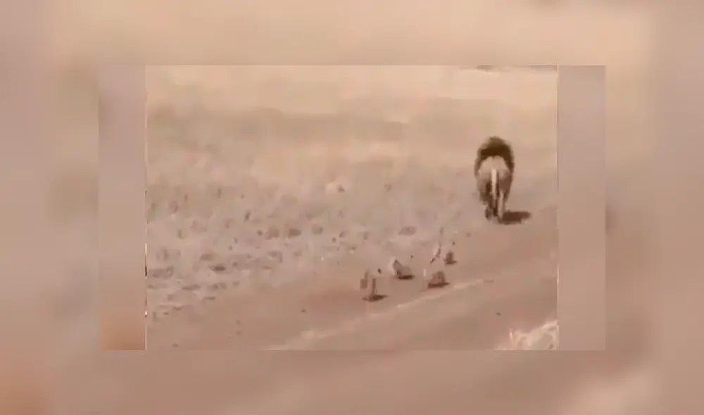 León se aleja de sus cachorros y ellos protagonizan conmovedor momento. León se aleja de sus cachorros y ellos protagonizan conmovedor momento.