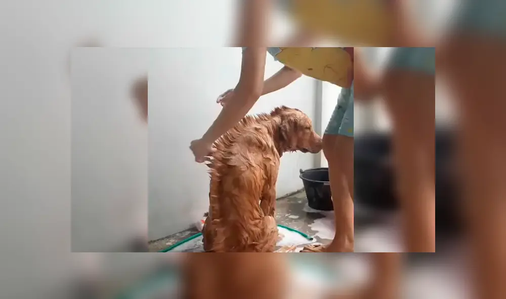 YouTube viral: chica le hace cambio de ‘look’ a su perro y este tiene insólita reacción al notarlo