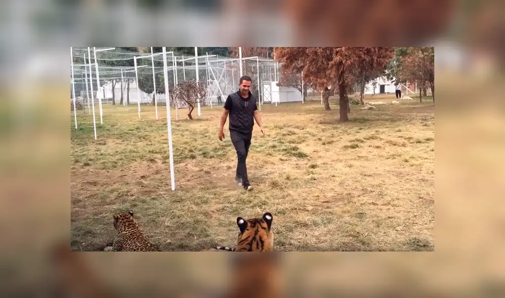 Facebook: hombre ingresa a recinto para ‘jugar’ con tigre y depredador tiene temible reacción [VIDEO]