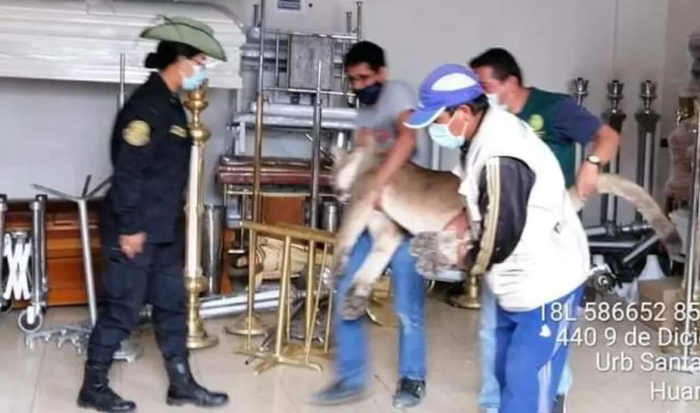 Puma es liberado en su habitad natural tras ser hallado transitando por calles de Ayacucho