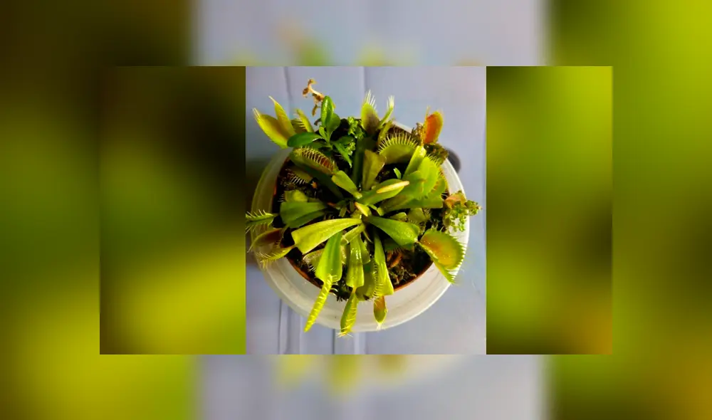 Las plantas carnívoras Bokitas libran los hogares de moscas.