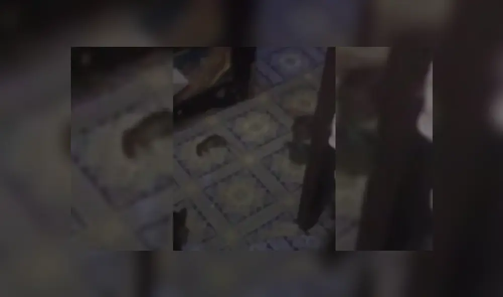 Video es viral en YouTube. El roedor se percató de que los dos felinos la acechaban y usó un insólito truco para evitar que ambos la capturen. Video es viral en YouTube. El roedor se percató de que los dos felinos la acechaban y usó un insólito truco para evitar que ambos la capturen.