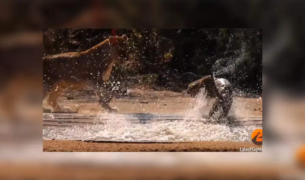 Leopardo come su presa, sin sospechar que leonas lo atacarían para robársela [VIDEO]