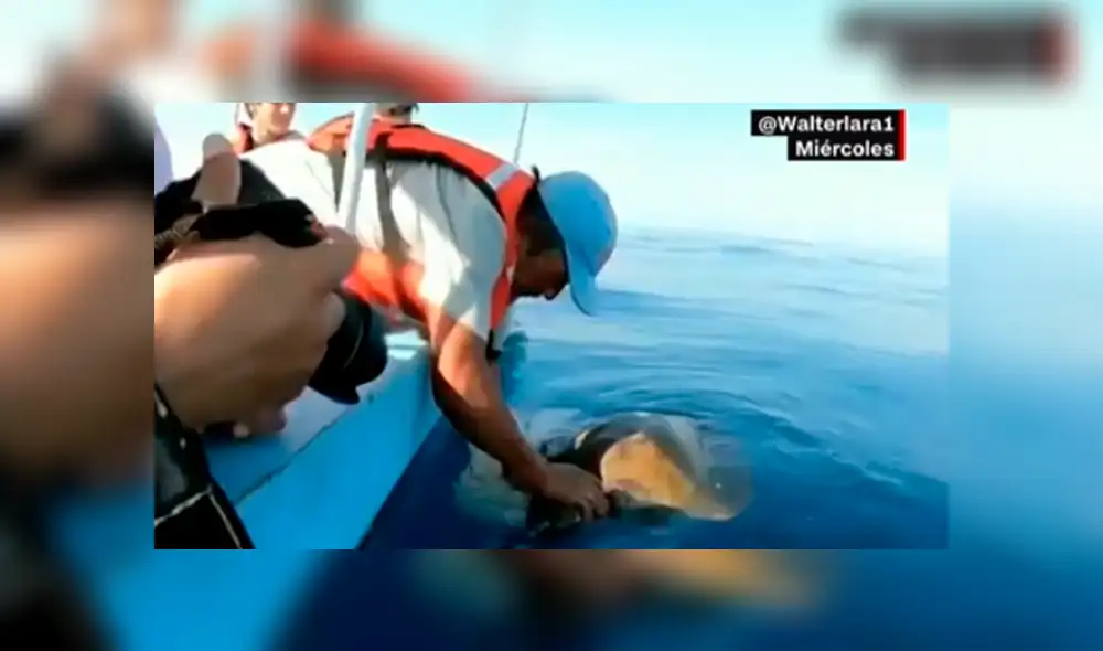 Desliza hacia la izquierda para ver el rescate de la tortura que conmovió a los usuarios de YouTube.