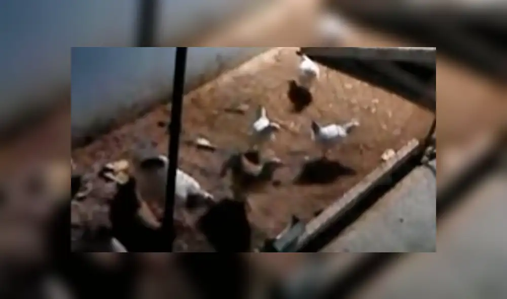 YouTube viral: zorro entra a gallinero para cazar a su 'presa', pero aves lo 'picotean' [VIDEO]