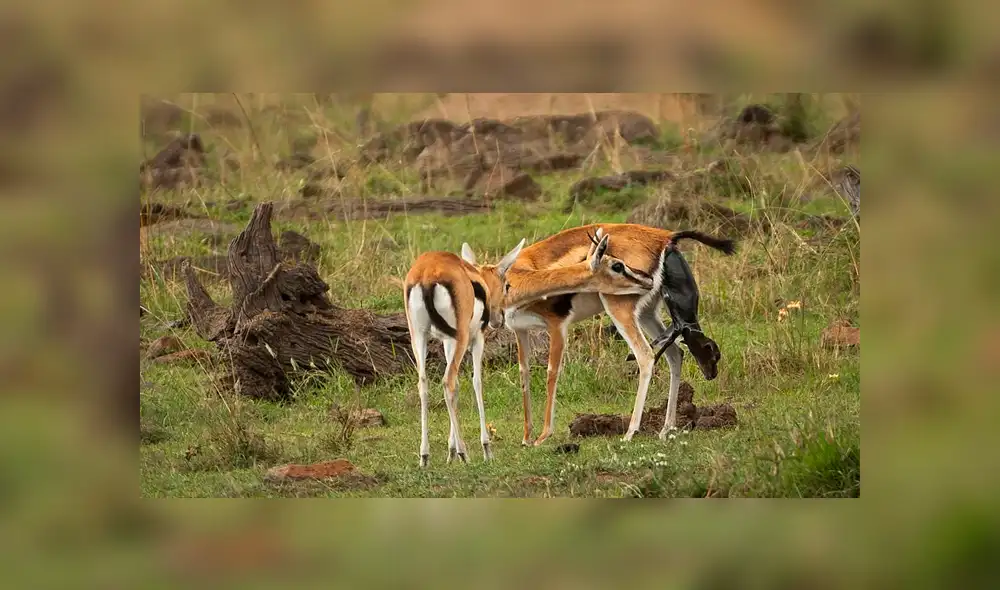La hembra de guepardo actuó con instinto maternal al ver al antílope recién nacido. Foto: Federico Veronesi La hembra de guepardo actuó con instinto maternal al ver al antílope recién nacido. Foto: Federico Veronesi