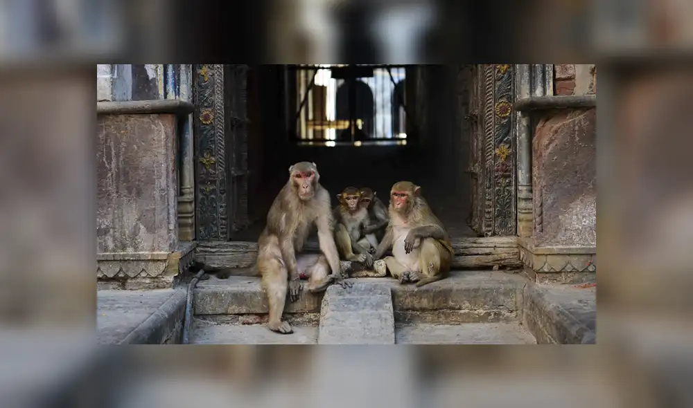 Monos acabaron con la vida de una mujer de 45 años y cuatro de sus hijos, otros dos han quedado huérfanos. Foto: referencial.