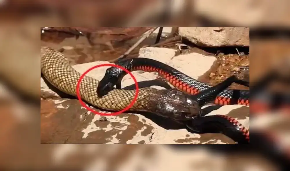 Facebook viral: gigantesca culebra canibal 'asesina' a pequeña criatura venenosa [VIDEO]