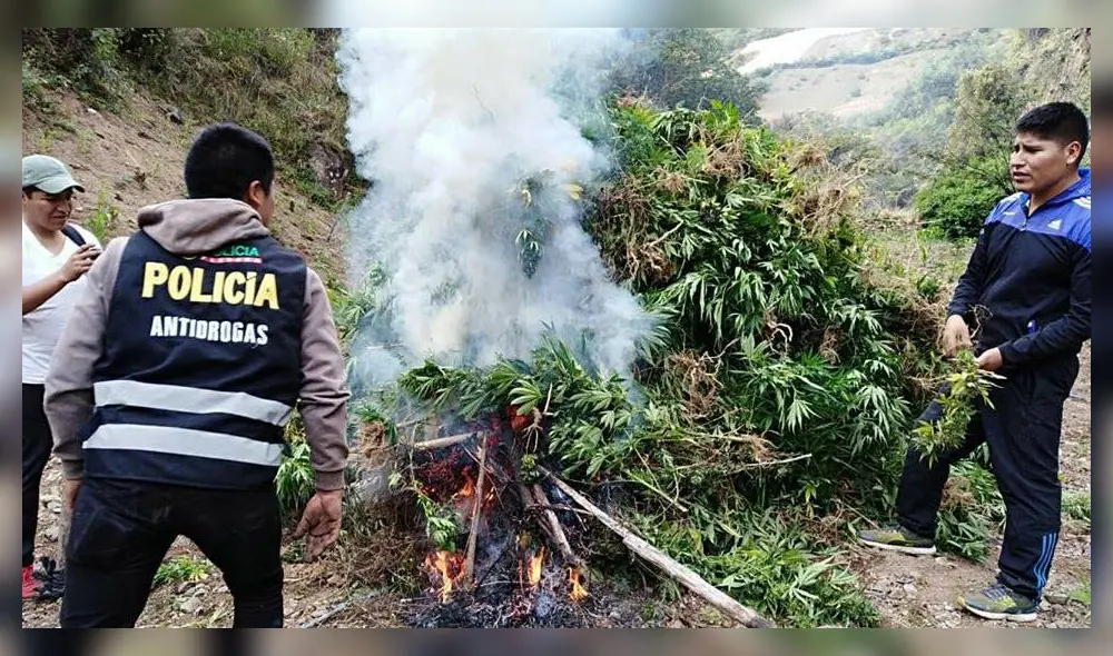 Incineran más de 31 mil plantones de marihuana en Áncash