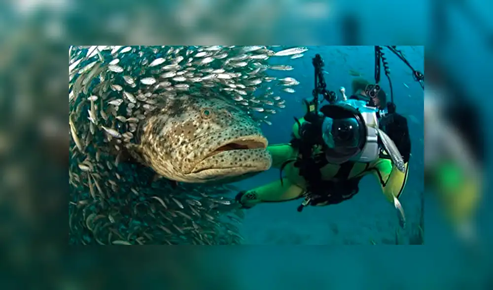 YouTube viral: extraña criatura marina aparece en 'selfie' de buzo dentro del mar [VIDEO]