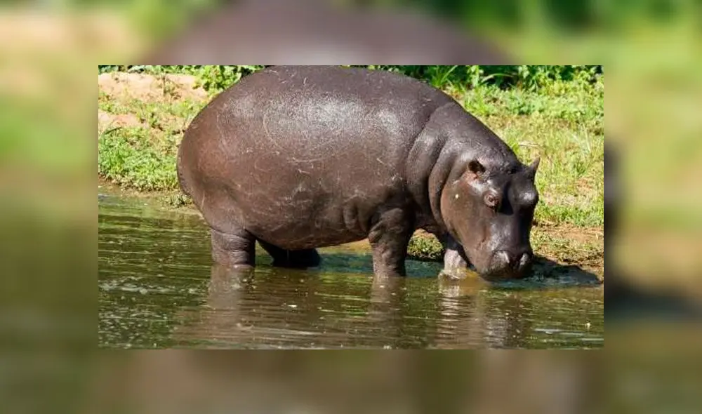 Cazador africano explica por qué no se arrepiente de haber matado a 5000 elefantes 