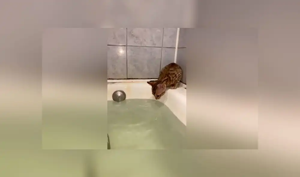 Desliza las imágenes para ver el peculiar 'rescate' que hizo una mamá gata a su pequeño bebé felino. Foto: ViralHog Desliza las imágenes para ver el peculiar 'rescate' que hizo una mamá gata a su pequeño bebé felino. Foto: ViralHog