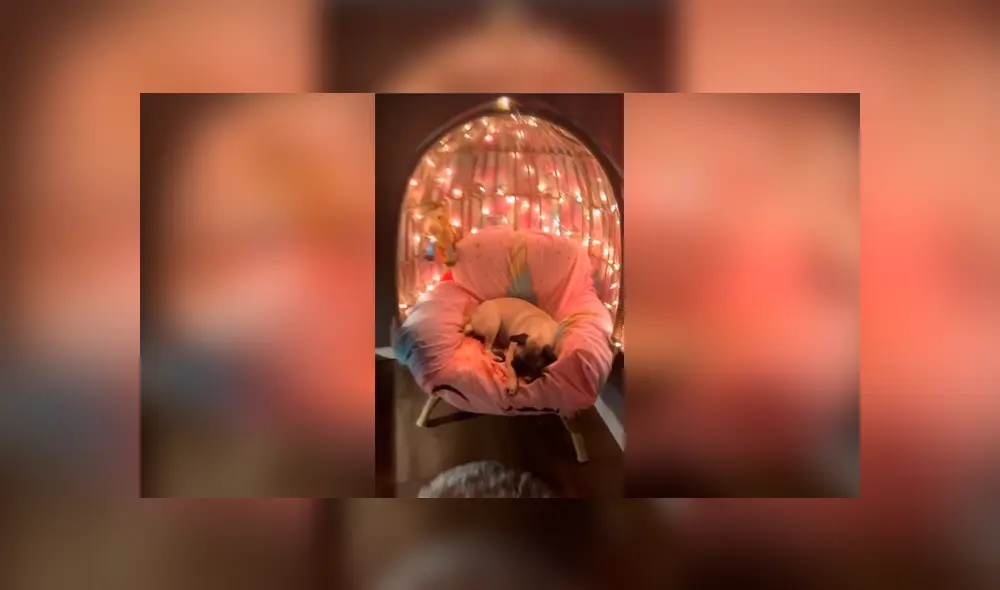 Desliza las imágenes para observar el comportamiento de un perro al creer que su dueña le compró una silla. Foto: Captura. Desliza las imágenes para observar el comportamiento de un perro al creer que su dueña le compró una silla. Foto: Captura.