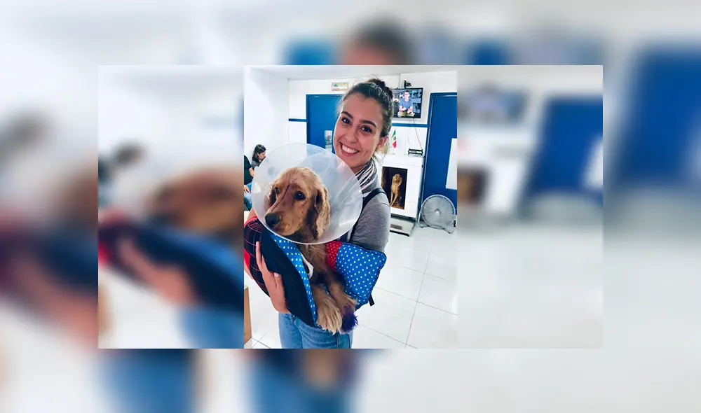 En Facebook, una mujer encontró a un perro en lamentables condiciones tras ser atropellado. En Facebook, una mujer encontró a un perro en lamentables condiciones tras ser atropellado.