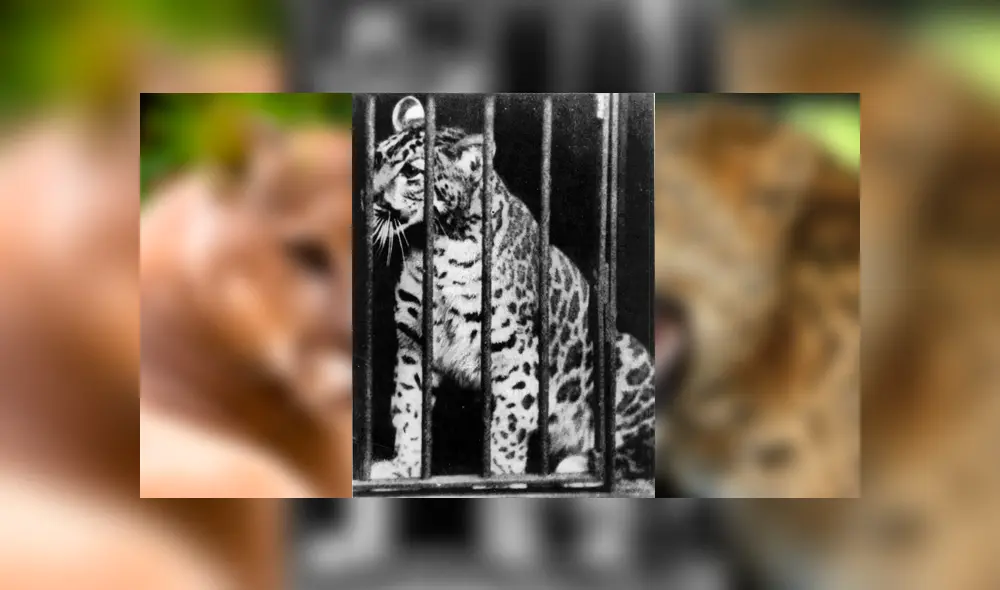 Desliza para ver el aspecto del pumapardo que sorprendió a todos en YouTube. Foto: Captura. Desliza para ver el aspecto del pumapardo que sorprendió a todos en YouTube. Foto: Captura.