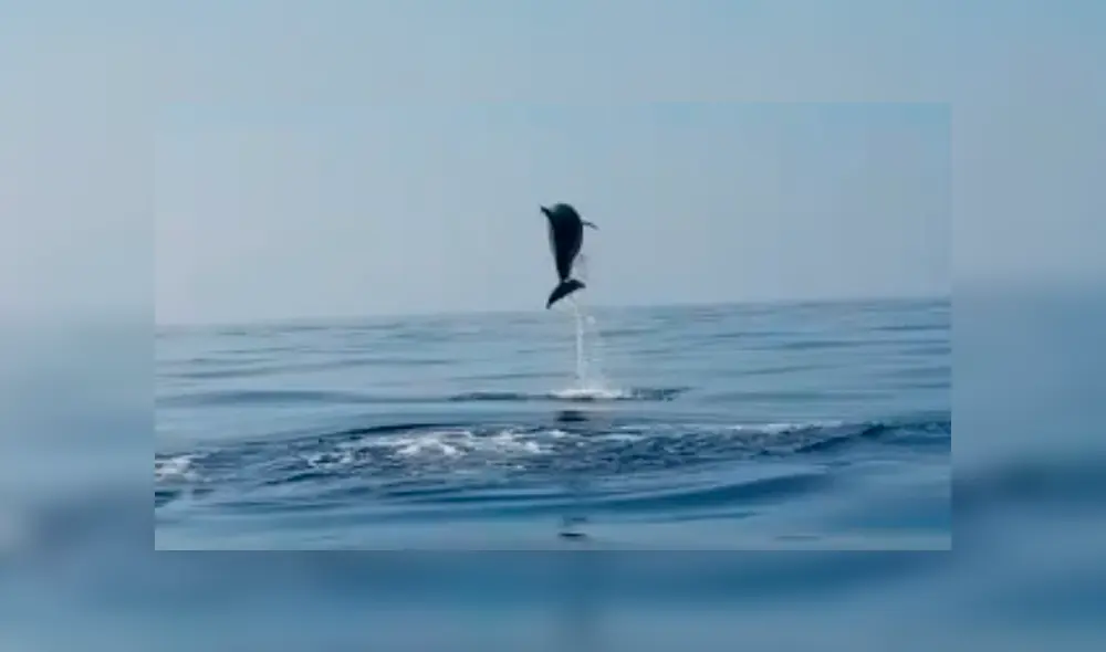 Vía Facebook. Pescadores quedaron maravillados con el singular agradecimiento de la mamá delfín luego de que liberaran a su cría atrapada en red de pesca