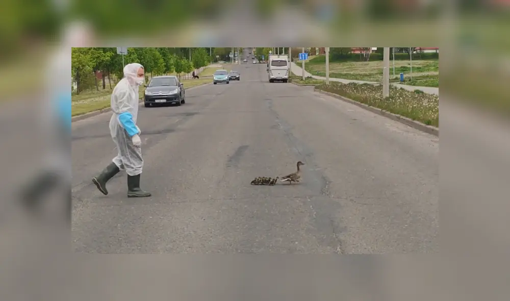 En YouTube se hizo viral el tierno momento en que un trabajador médico ayuda a cruzar la pista a unos patos.
