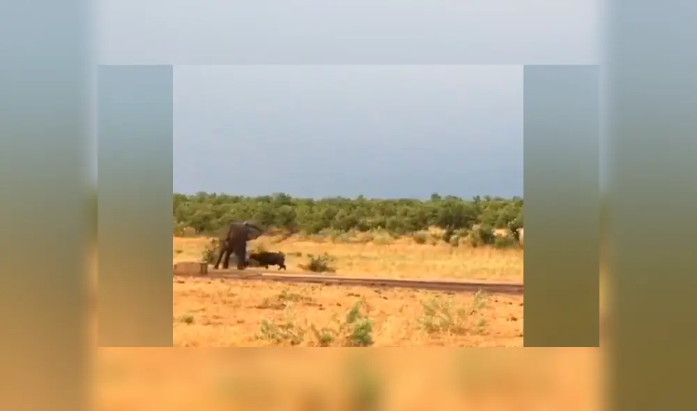 Desliza hacia la izquierda para ver el insólito encuentro de los animales que se ha vuelto viral en YouTube. Desliza hacia la izquierda para ver el insólito encuentro de los animales que se ha vuelto viral en YouTube.