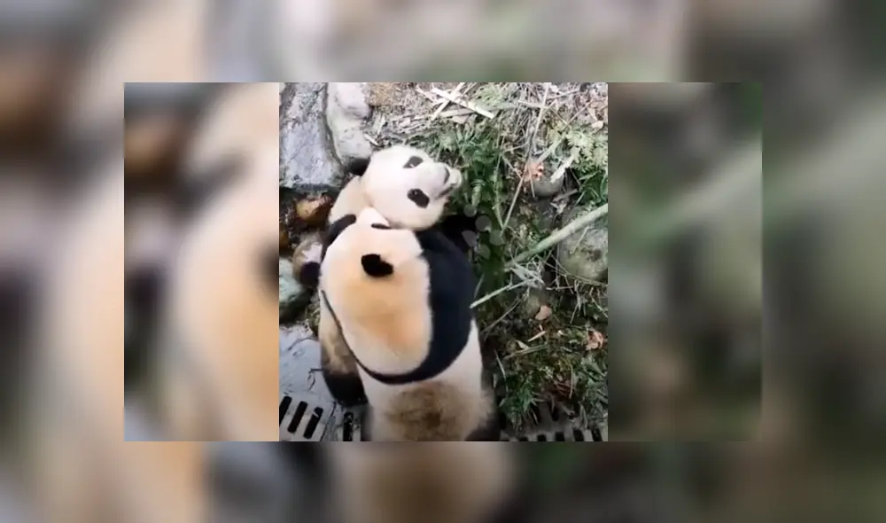 YouTube viral: turistas se percatan de brutal pelea entre pandas y usan curiosa técnica para evitarlo [VIDEO]