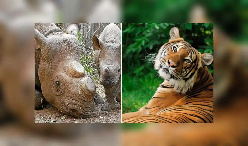 Pese al riesgo de extinción: China legalizó el uso medicinal de cuernos de rinoceronte y huesos de tigre