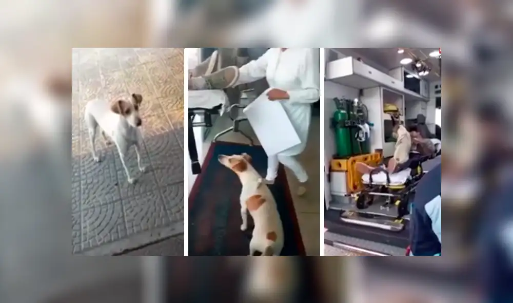 En Facebook, un perro conmovió con su reacción al mantenerse junto a su dueño en los momentos difíciles. En Facebook, un perro conmovió con su reacción al mantenerse junto a su dueño en los momentos difíciles.