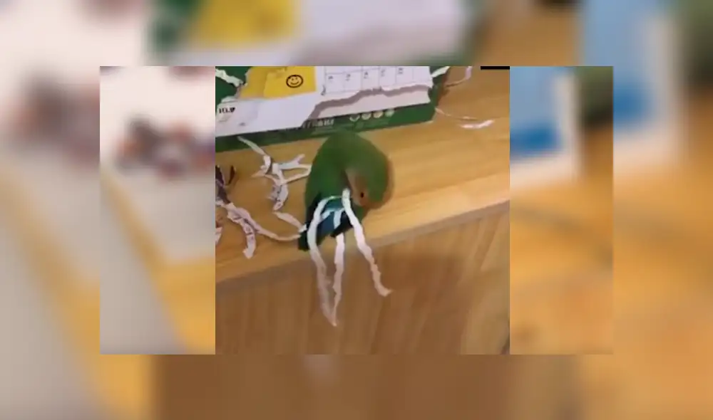 En YouTube, un loro aprovechó la distracción de su dueño para aplicar un creativo método para tener más plumas. En YouTube, un loro aprovechó la distracción de su dueño para aplicar un creativo método para tener más plumas.