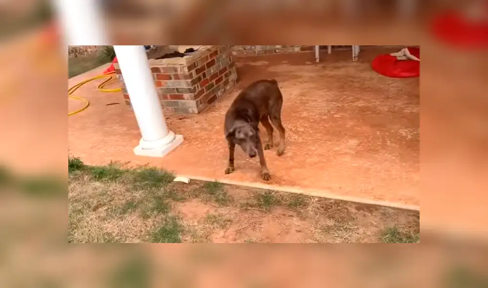 Facebook: Perro hace travesura y tiene extraña reacción cuando su dueño se entera