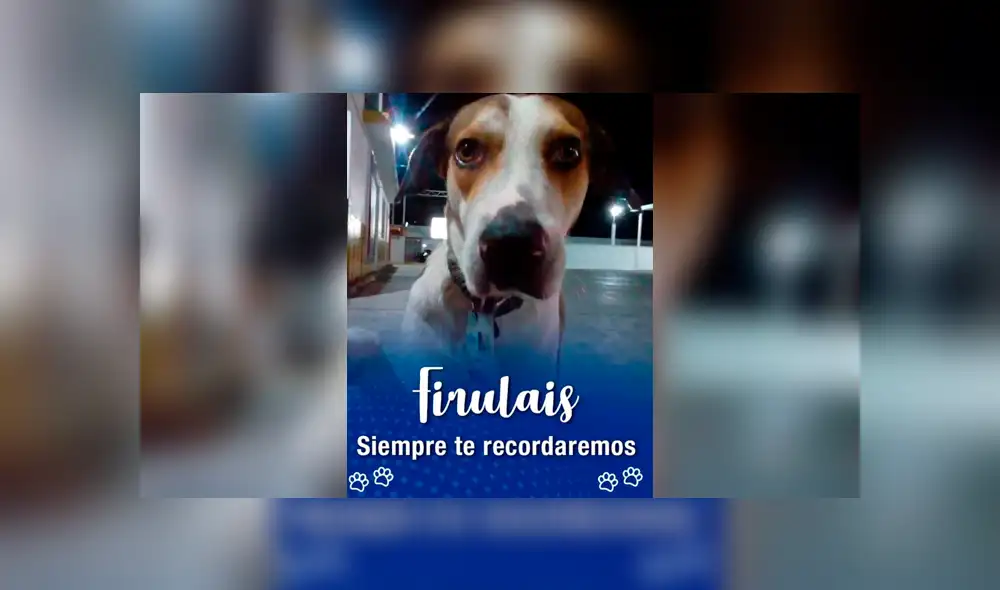 Desliza a la izquierda para conocer al can que conmovió a todo Facebook. Foto: Facebook Firulais.