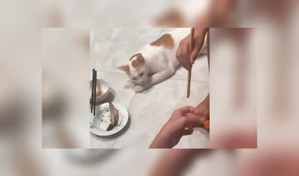 El felino aprovechó una distracción de su dueña para quitarle su pescado. Foto: captura El felino aprovechó una distracción de su dueña para quitarle su pescado. Foto: captura