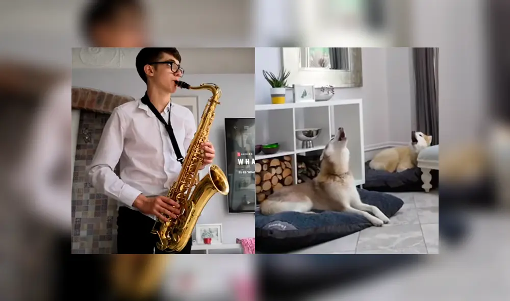 Un video muestra a un par de perros tratando de 'cantar' a escuchar a su amo tocar el saxofón. Un video muestra a un par de perros tratando de 'cantar' a escuchar a su amo tocar el saxofón.