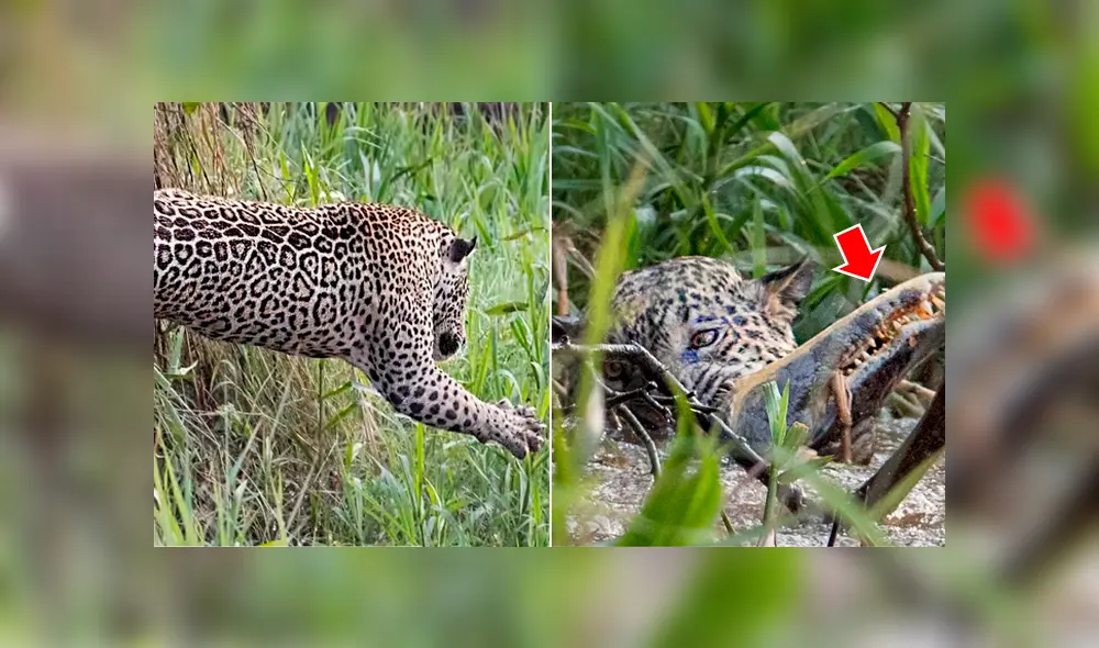 Hambriento jaguar se lanza a río y se pelea con feroz cocodrilo para devorarlo [VIDEO] 