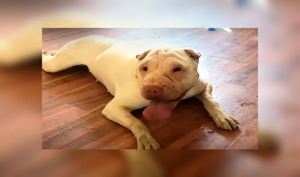 En Facebook, los encargados de un albergue curaron a una perrita que estaba en deplorables condiciones.