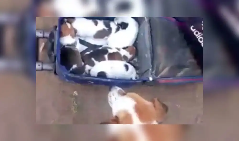 Villa El Salvador: rescatan a perrita y cachorros que vivían en un profundo hoyo [VIDEO]