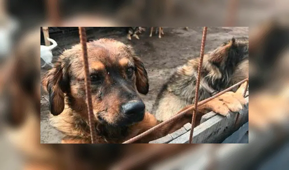 maltrato animal maltrato animal