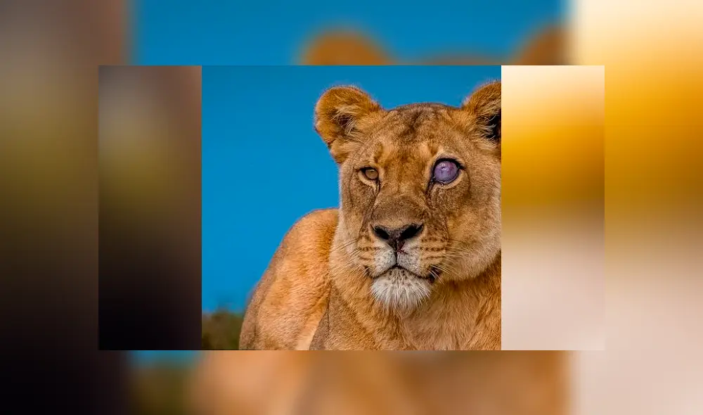 Desliza hacia la izquierda las imágenes del viral de Facebook para que puedas ver el ojo de cristal de una leona en la selva de África. Desliza hacia la izquierda las imágenes del viral de Facebook para que puedas ver el ojo de cristal de una leona en la selva de África.